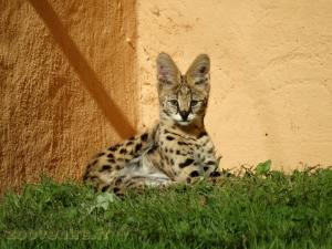 Serval 