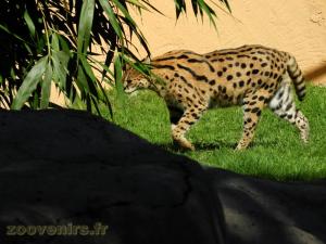 Serval