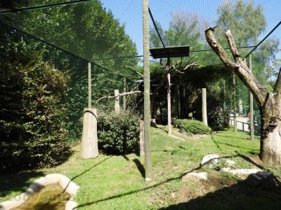 Buse rounoir - Vautour palmiste - Vautour à capuchon