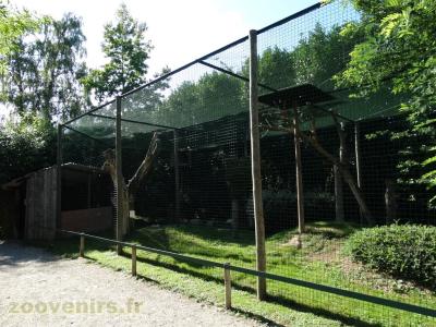 Buse rounoir - Vautour palmiste - Vautour à capuchon