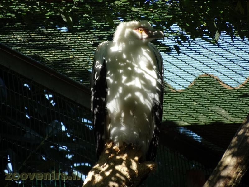 Vautour palmiste