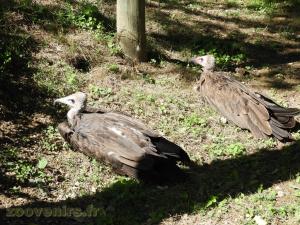 Vautour à capuchon