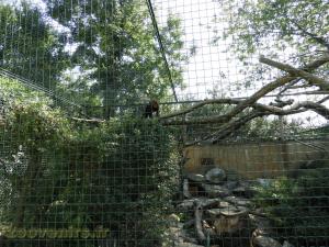 Tayra