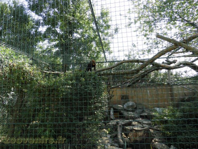 Tayra