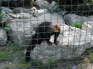 Tayra