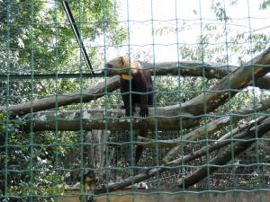 Tayra