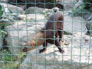 Tayra