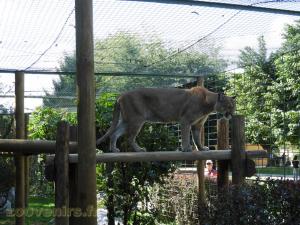 Puma
