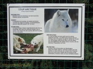 Loup Arctique