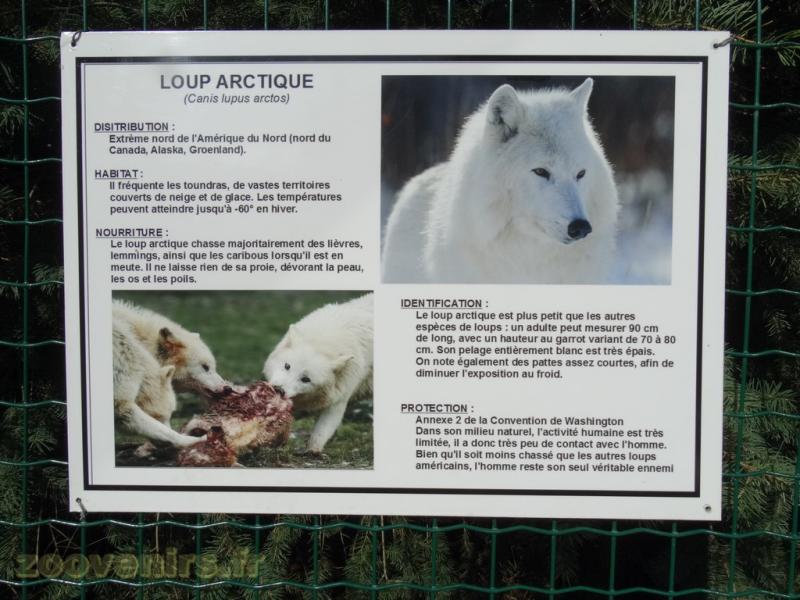Loup Arctique