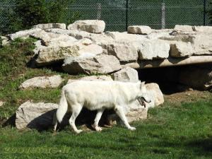 Loup Arctique