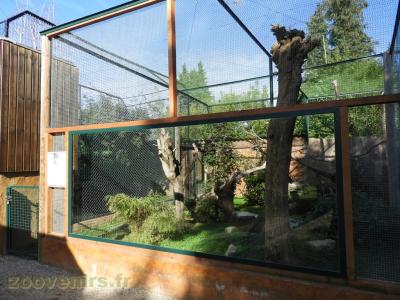 Chat léopard du Bengale