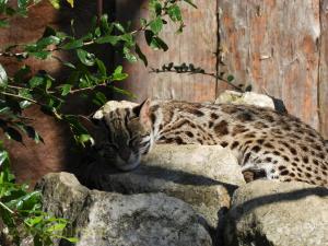 Chat léopard du Bengale