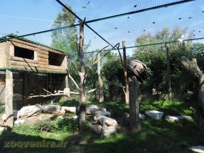 Vautour fauve -Corbeau Pie