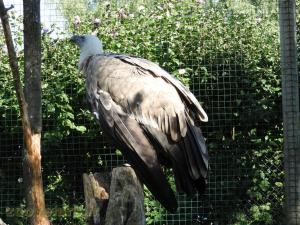 Vautour fauve