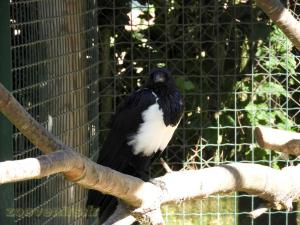 Corbeau Pie