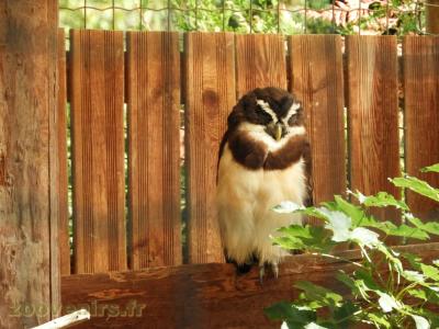 Chouette à lunettes