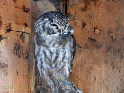 Chouette de Tengmalm