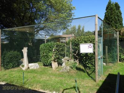 Chouette leptogramme