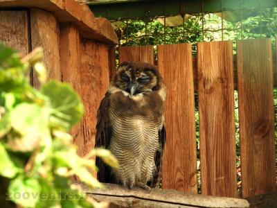 Chouette leptogramme