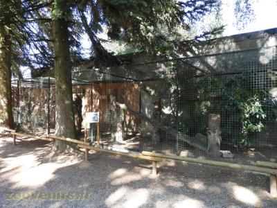 Hibou grand-duc africain