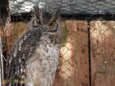 Hibou grand-duc africain