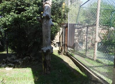 Panthère nébuleuse 