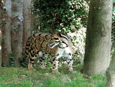 Panthère nébuleuse