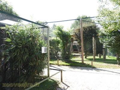 Pie bleue de l'Himalaya