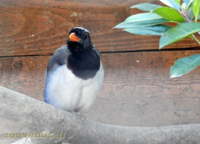 Pie bleue de l'Himalaya