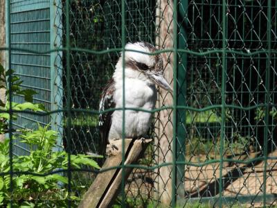 Martin chasseur géant