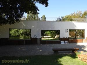 Tigre blanc