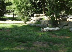 Tigre blanc