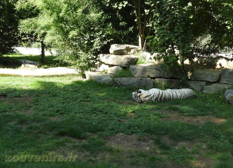 Tigre blanc