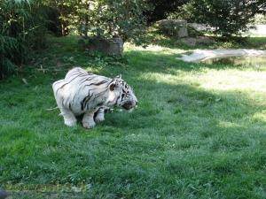 Tigre blanc