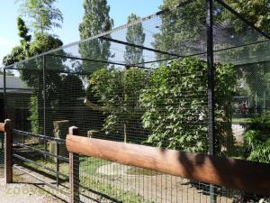 Chat des marais