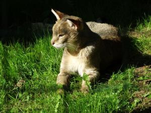 Chat des marais 