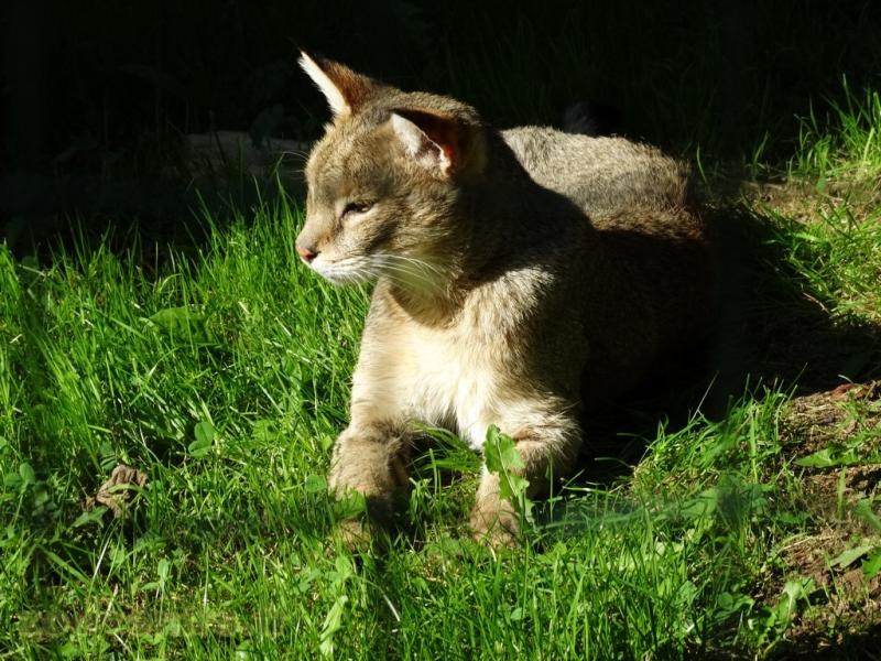 Chat des marais 