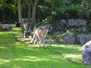 Guépard