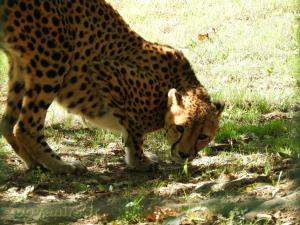 Guépard