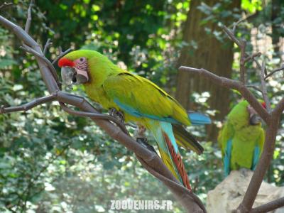 Ara de Buffon - 2009