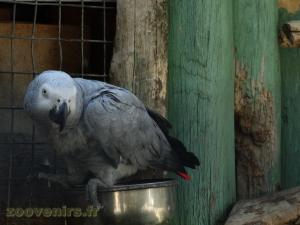 Gris du Gabon