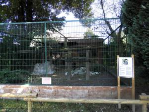 Chat de Geoffroy