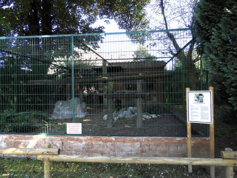 Chat de Geoffroy