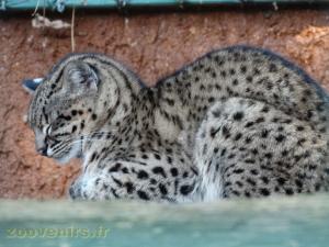 Chat de Geoffroy