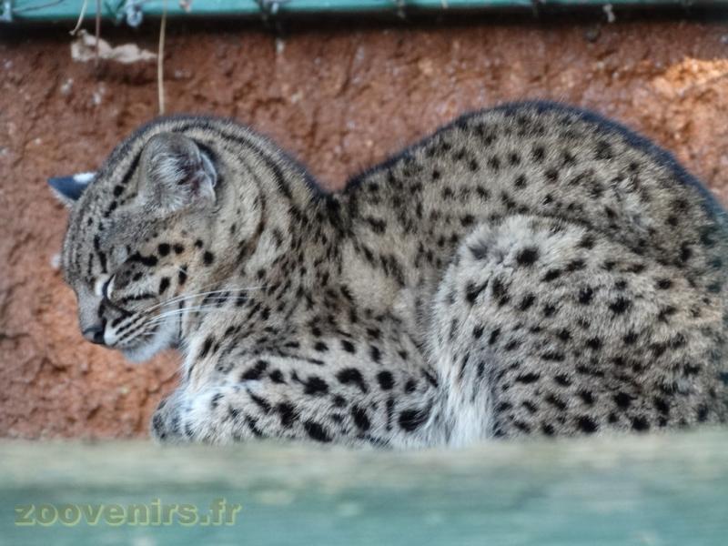 Chat de Geoffroy