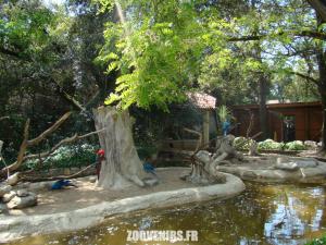 Ara macao - Ara ararauna