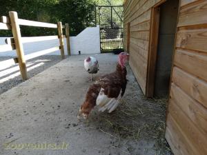 Mini-ferme
