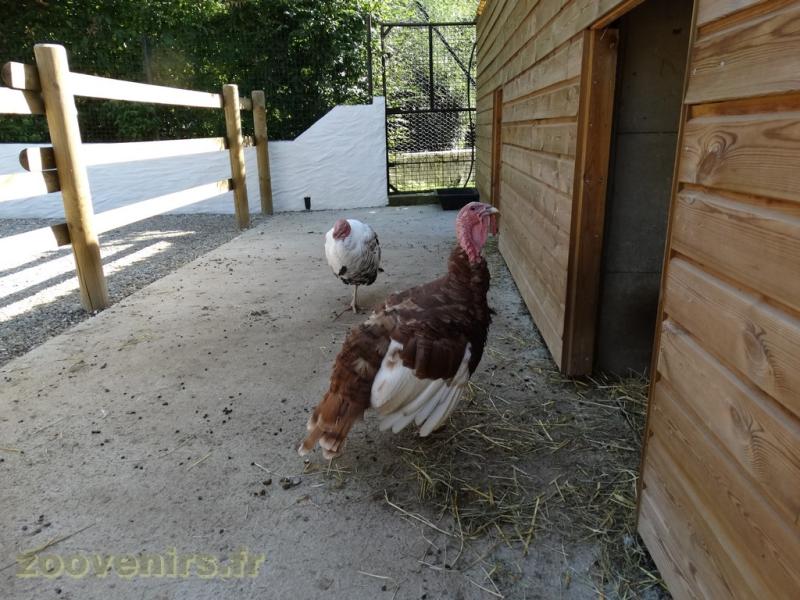 Mini-ferme