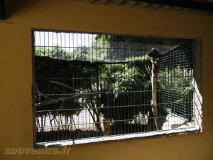 Grand corbeau